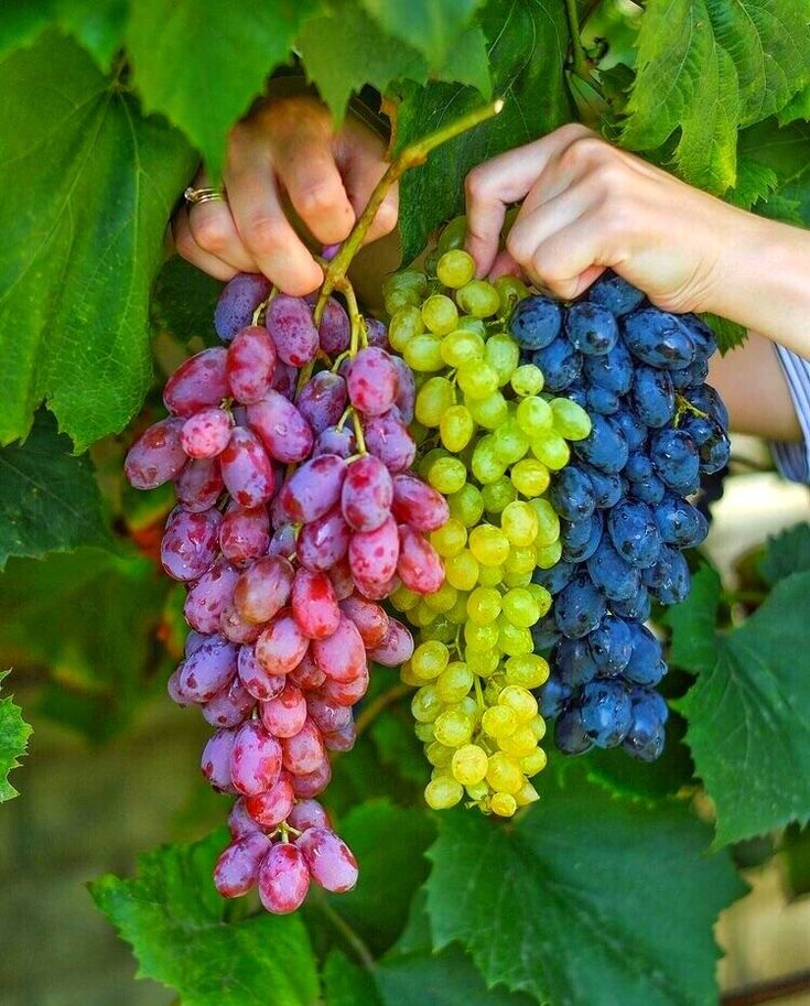 Berries – Protect Growing Hair